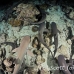 shark_whitetip_reef_mancg_ci_h_0207_cos0997.jpg